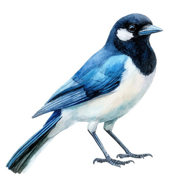 Magpie, whimsical watercolor vector illustration with vibrant highlights and delicate strokes, isolated on a white background.