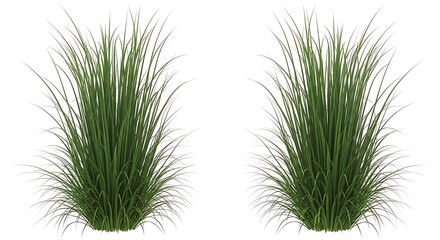 Green Ornamental Grass Clumps Isolated on White, Decorative Plant, Nature.
