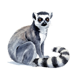 Lemur, elegant watercolor vector illustration with flowing lines and gentle color transitions, isolated on a white background. © skynora