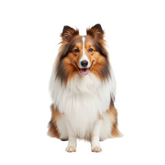 Clever Collie Dog Posed Against White Background With Friendly Expression and Thick Fur Coat