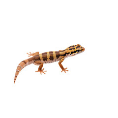 Obraz premium Leopard Gecko Walking on a White Background in a Studio Setting During Daytime