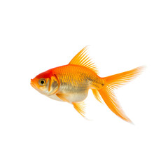 Golden Fish Swims in Clear Water With Fins Moving Gracefully in the Light