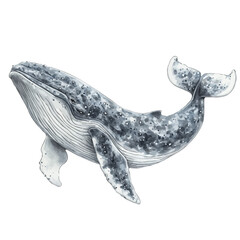 Gray Whale, playful watercolor vector painting with subtle shadowing and soft gradients, isolated on a white background. © skynora