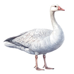 Obraz premium Goose, lively watercolor vector drawing with intricate brush, isolated on a white background.