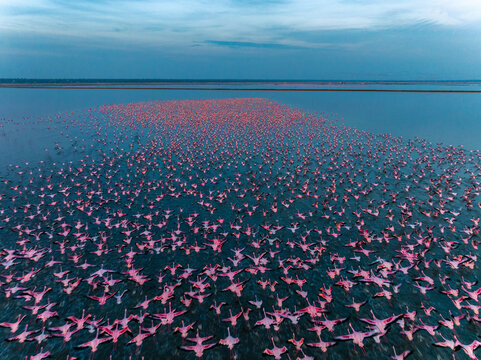 Aerial view of a flock of flamingos gathered in the waters, their pink plumage contrasting against the blue hues of the sky and water, Sambhar, Rajasthan, India.