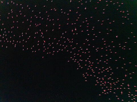 Aerial view of a vibrant congregation of flamingos creates a striking contrast against the dark waters, a spectacle of nature's artistry, Sambhar, Rajasthan, India.