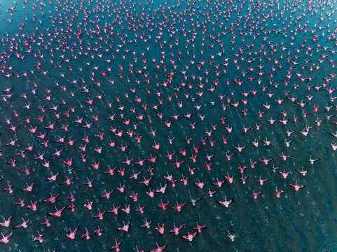 Aerial view of thousands of flamingos create a stunning pink pattern against the dark turquoise water, Sambhar, Rajasthan, India.