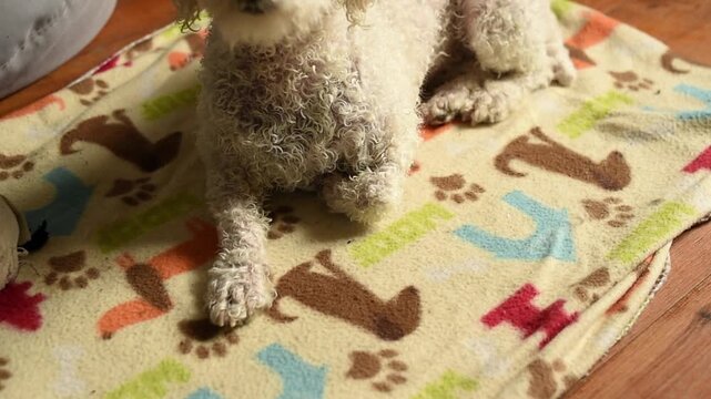 A wet white Bichon Frise dog sits on a patterned towel on a wooden floor after a bath. A person brushes the dog's damp curly fur with a slicker brush.