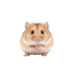 Cute Hamster Looking Directly at the Camera With Small Paws in a Simple Setting