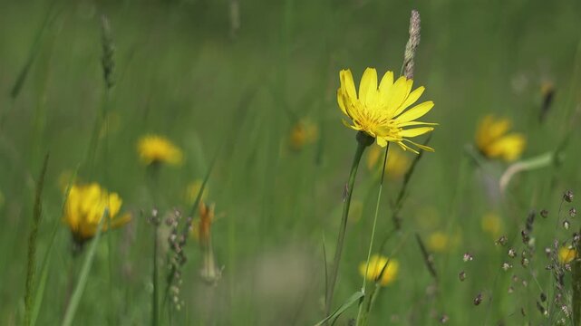 Yellow Flowers of Meadow Salsify Swaying in Summer Breeze on Green Alpine Meadow