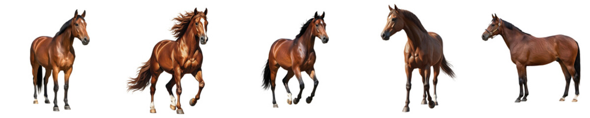 Obraz premium a best quality set of the horse on white background best PNG file ,,,.