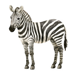 watercolor graphic of Zebra illustration, isolated on a white background. © teralis