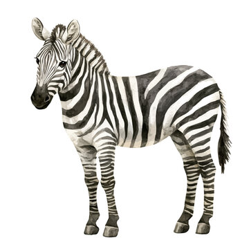 watercolor graphic of Zebra illustration, isolated on a white background.