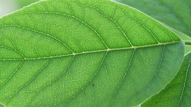 Closeup of green leaf with visible veins