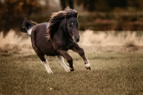 Shetland Pony J&auml;hrling