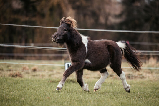 Shetland Pony J&auml;hrling