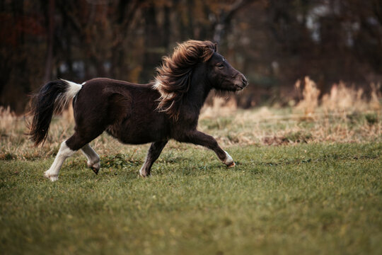 Shetland Pony J&auml;hrling