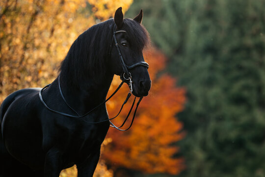 Friese im Herbst