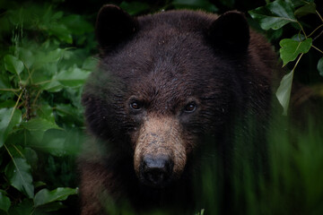 Fototapeta premium Brown Bear Portrait Whistler