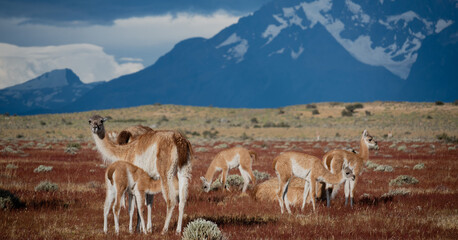 Guanacos in Patagonia