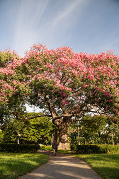 Woman on walkway walking at blooming pink trees in the city park 