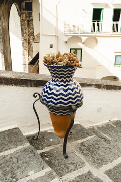 Cactus in Patterned Pot on Terrace