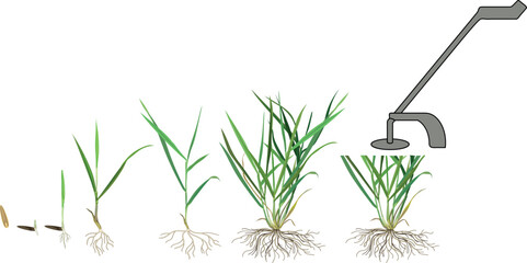 Growth stages of lawn grass (Perennial ryegrass or Lolium perenne) plant development from seed germination to tillering and mowing. Life cycle of lawn grass isolated on white background