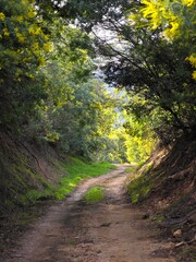 Obraz premium path in the woods