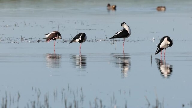 Black-necked stilts (Himantopus mexicanus) preening feathers in shallow water at Sacramento National Wildlife Refuge, California