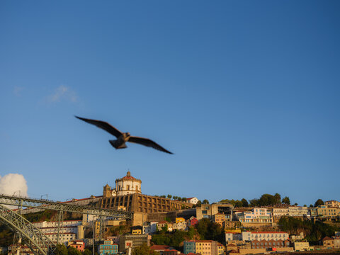Scenic view of a bird on the background of Porto old town cityscape 
