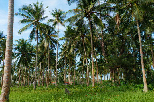 Coconut tree grove on tropical island 