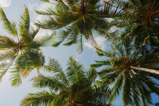 Low angle view of palm trees on the background of blue sky 