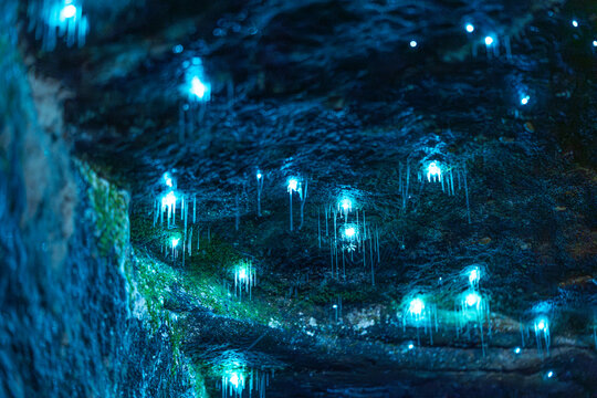 Wide view of bioluminescent glowworms illuminating the ceiling of a dark cave with blue natural light. Stunning underground ecosystem captured in long exposure photography.