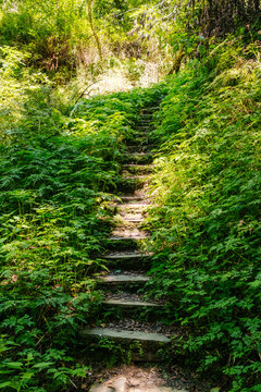 Mossy Forest Stairs