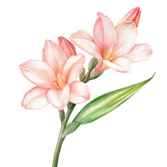 Tuberose Flower High Quality, watercolor artwork with intricate patterns and vibrant, isolated on a white background.