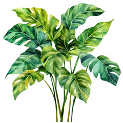 Tree Philodendron, watercolor clipart showing delicate textures and whimsical forms, isolated on a white background. © velora
