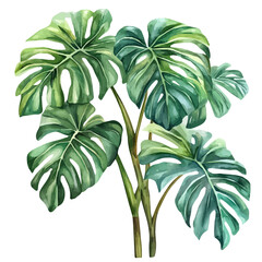 Tree Philodendron High Quality, watercolor artwork with intricate patterns and vibrant, isolated on a white background. © velora