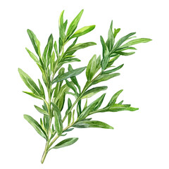 Fototapeta premium Tarragon High Quality, watercolor painting with colorful accents, isolated on a white background.