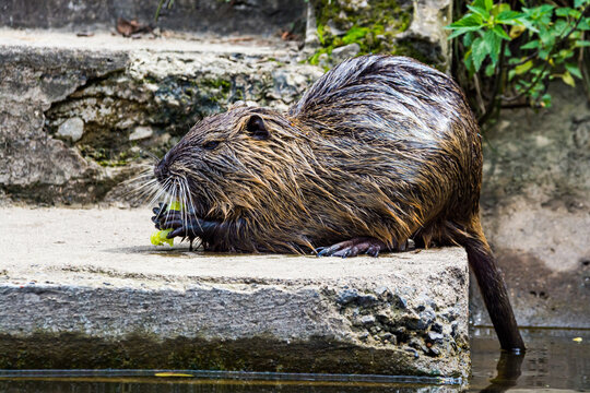 Myocastor coypus eating on shore of river Vltava in Prague, Czech republic