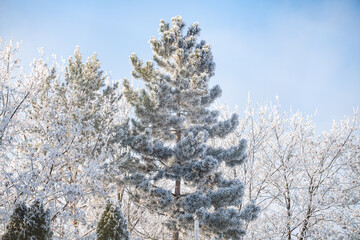 Pine tree covered by white frozen beauty © marketanovakova