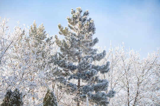 Pine tree covered by white frozen beauty