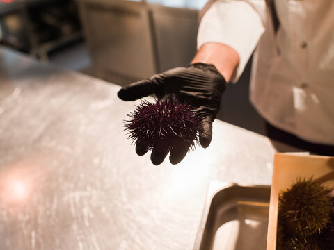 Chef holding fresh sea urchin 