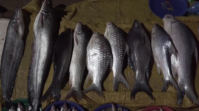  fish market at Ventiene Laos, evening market. Different river fish big size, laying on the street close to the river