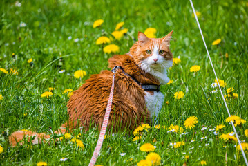 Ginger white long hair cat walking on leash © marketanovakova