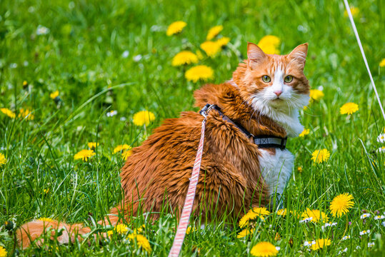 Ginger white long hair cat walking on leash