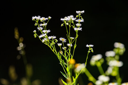 Erigeron annuus - annual fleabane with dark background