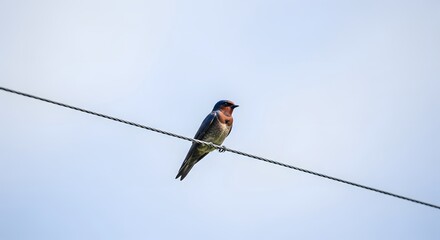 Minimalist low-angle shot of a barn swallow on a diagonal wire. Its blue and red feathers contrast with the pale blue sky, creating a calm, solitary mood. Simple composition with natural lighting.