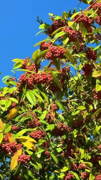 Red viburnum berries on leafy branches against blue sky, European wild shrub in summer