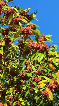 Red viburnum berries on leafy branches against blue sky, European wild shrub in summer