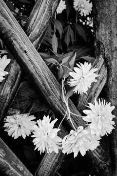 Flowers through a fence